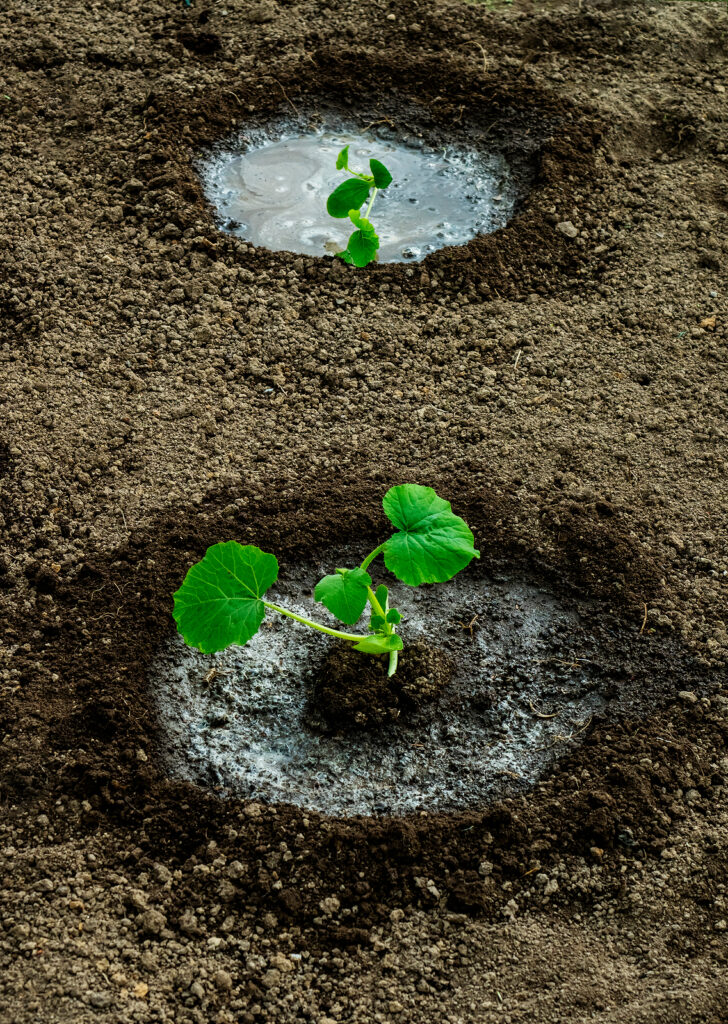 Zucchini seedlings