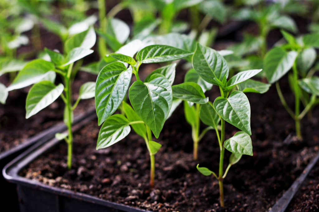 green pepper plant seedlings