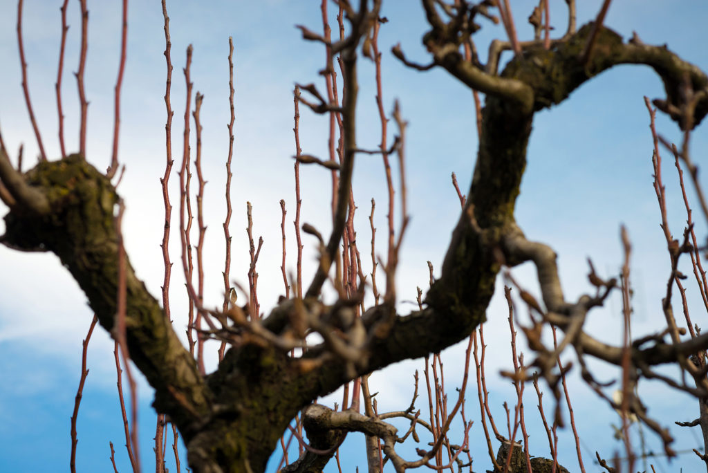 Pear tree not yet pruned in winter