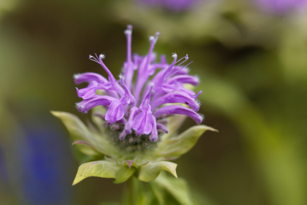 Flowers of bee balm,  Monarda didyma