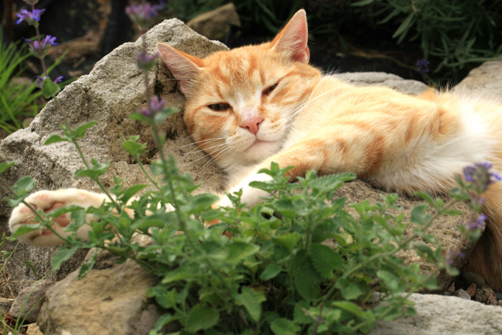 Cat under the influence of catnip