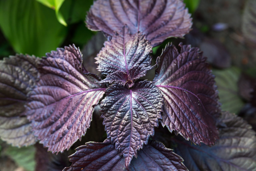 Red shiso leaves