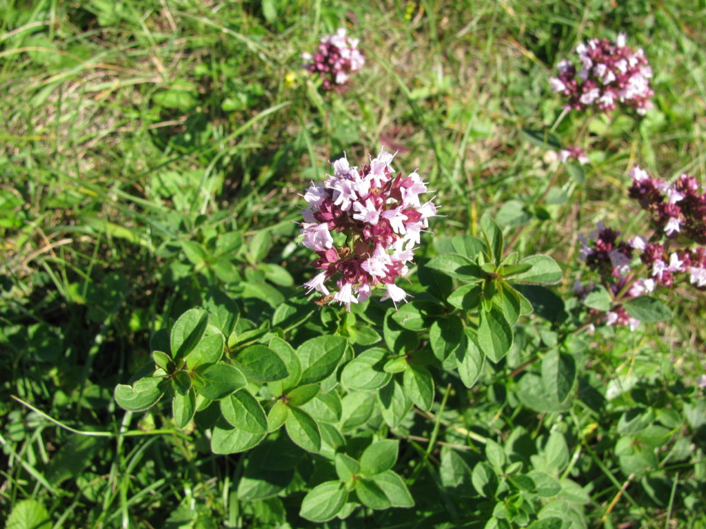 Marjoram flowering in the garden