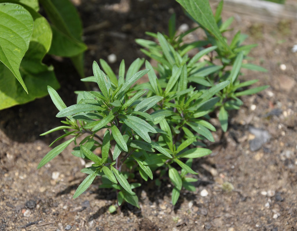 Young summer savory in garden bed
