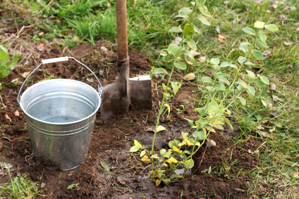 Watering a newly planted blueberry bush