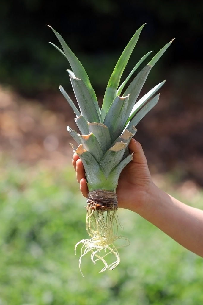 Cut off top of a pineapple fruit that has been sprouted in a jar of water. 