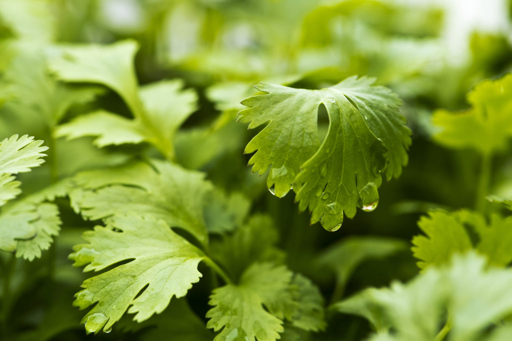 Cilantro leaves