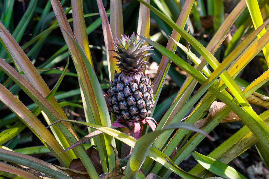 Pineapple fruit on the plant