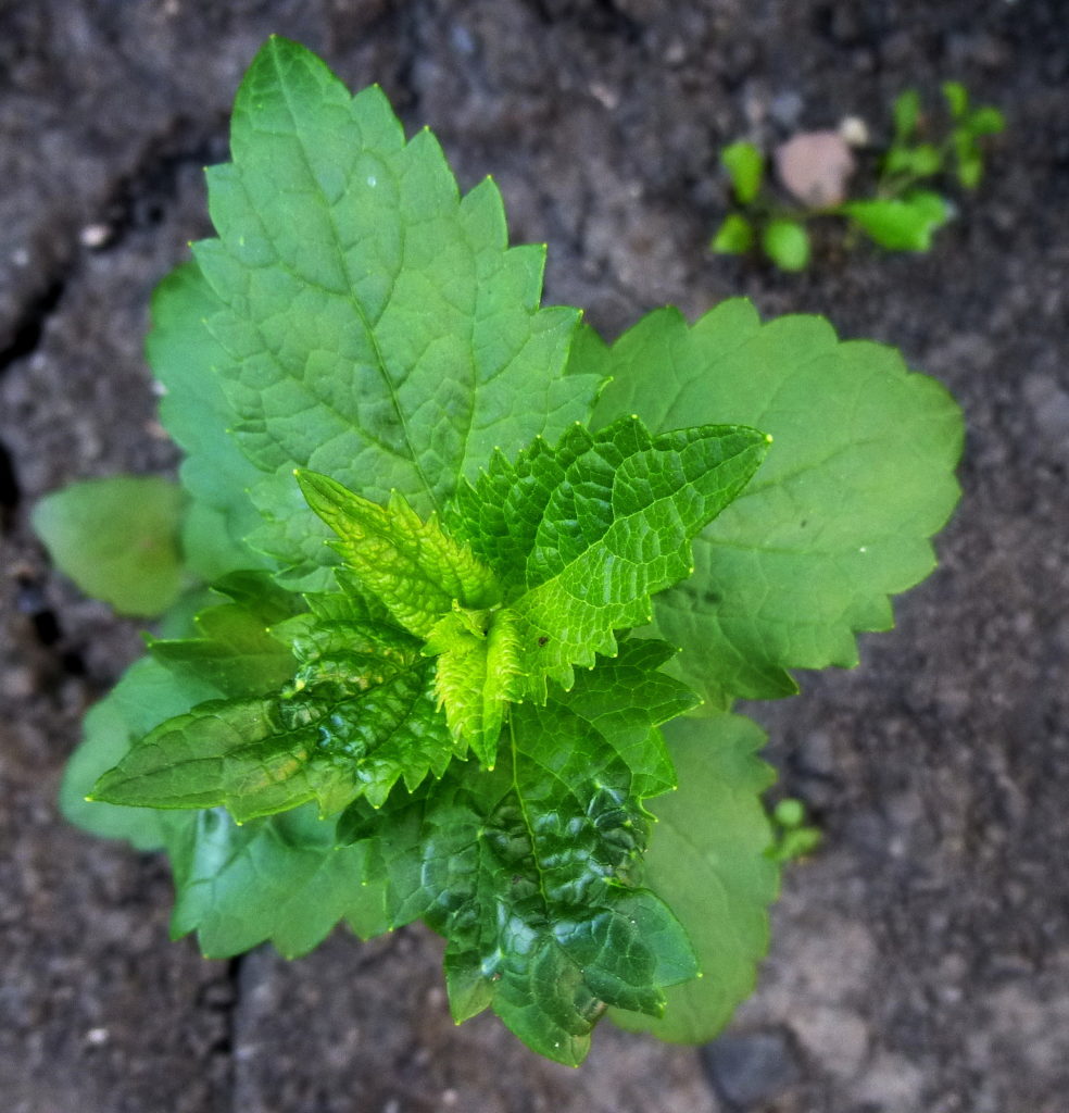 Anise hyssop, Agastache foeniculum