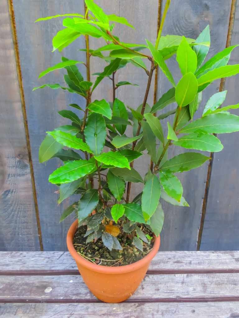 Bay leaf bush in a pot