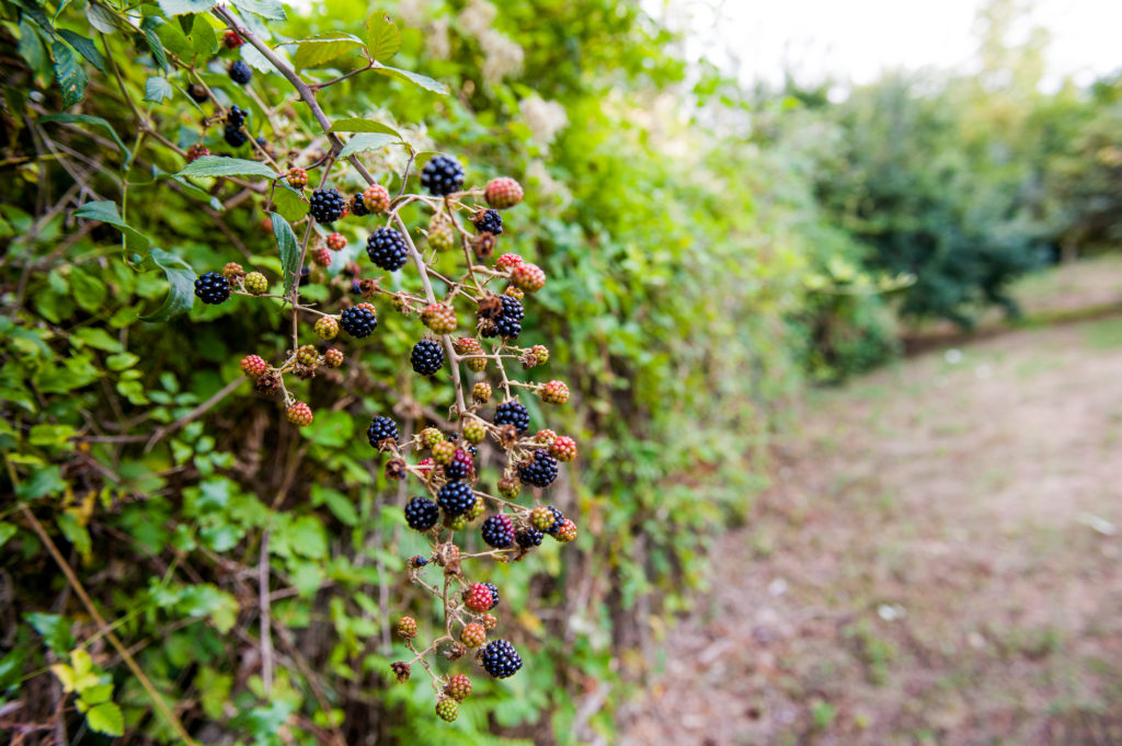 Blackberry bushes grown on a vertical frame