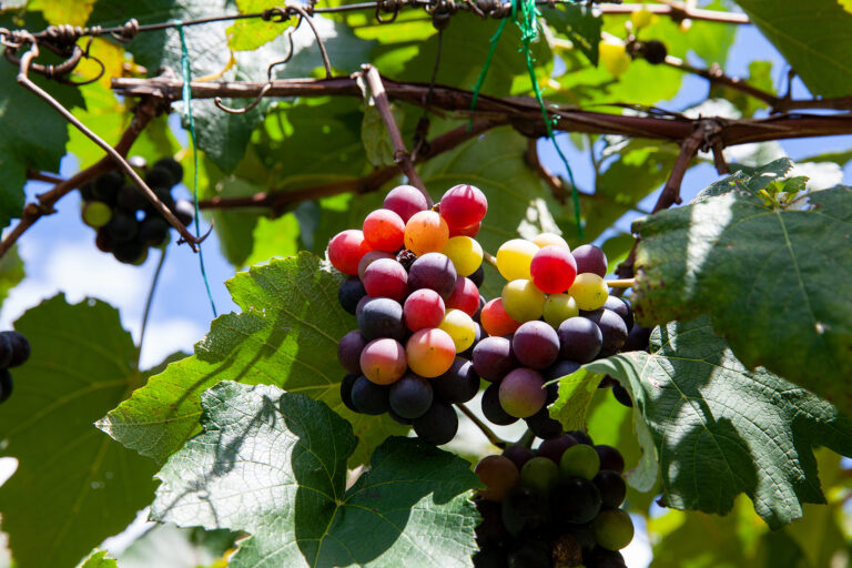 Bunches of Vitis Labrusca grapes