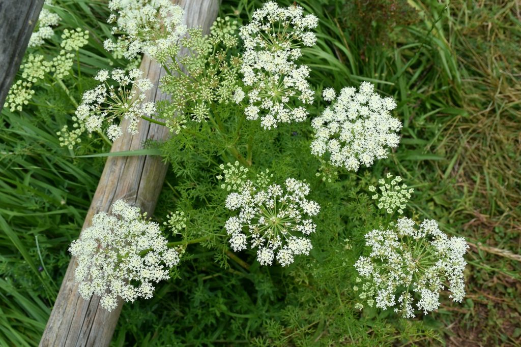 Caraway plant (Carum carvi) in full bloom 