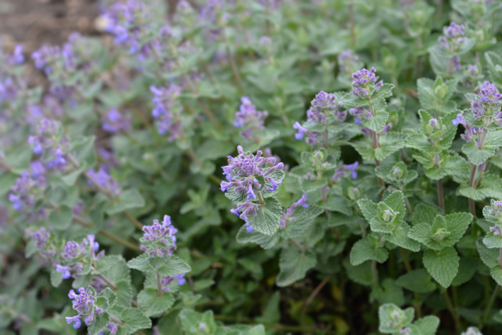 Catnip, Latin name Nepeta 