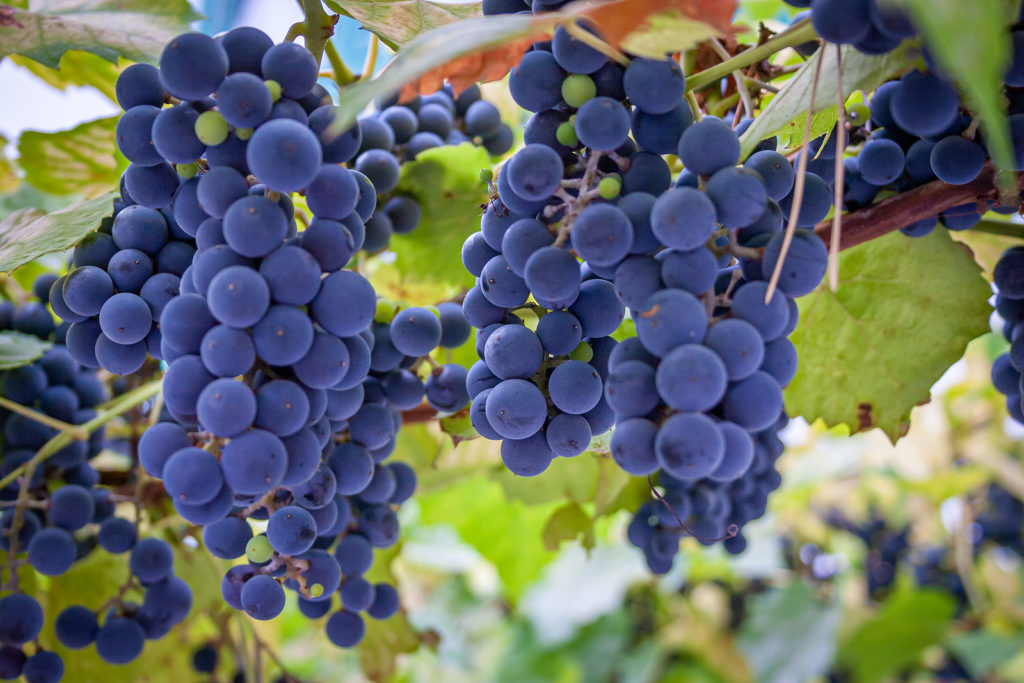 Vitis vinifera grapes