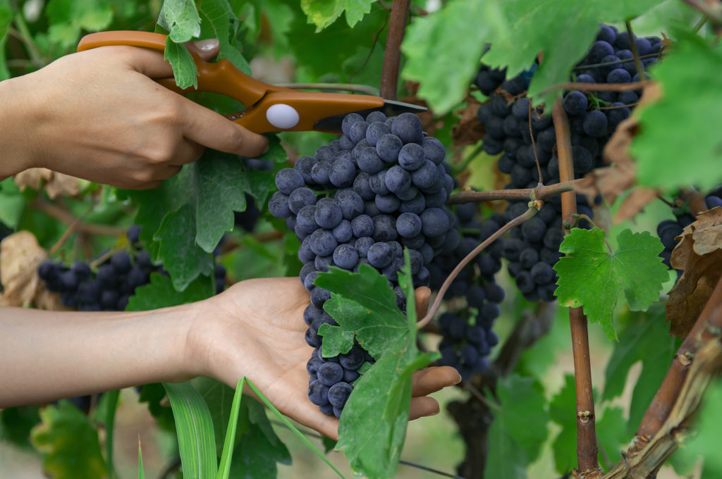 Using a hand pruner to harvest grapes
