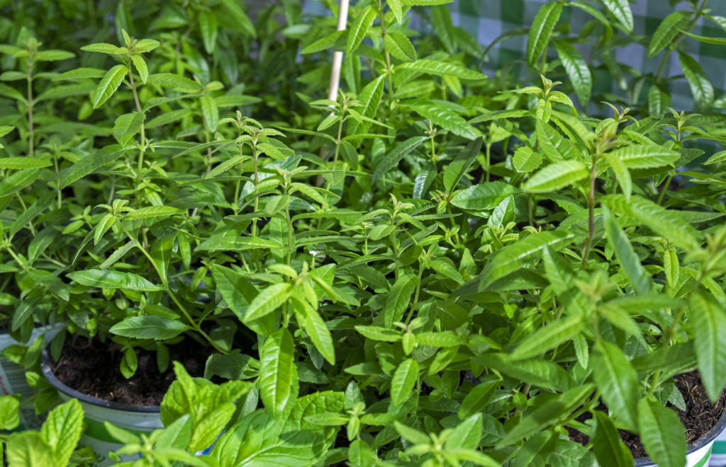 Lemon verbena growing in pots