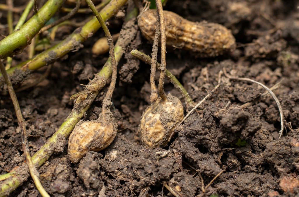 Peanuts at harvest plant grow 