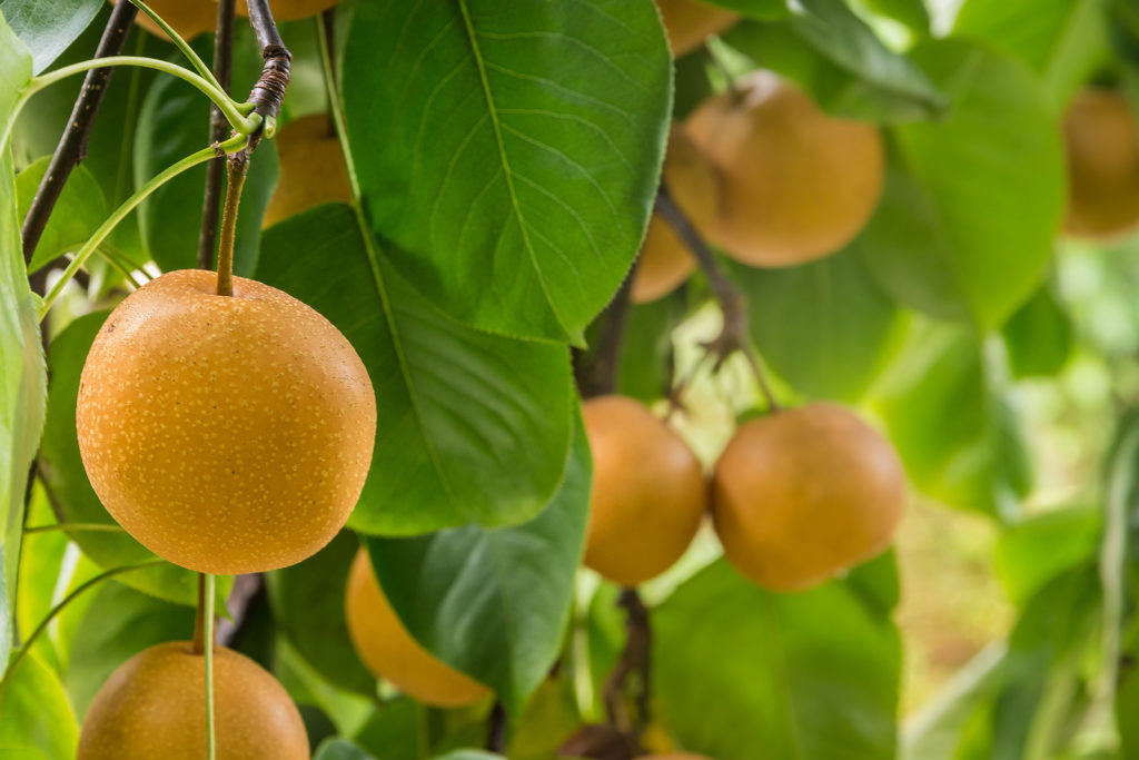 Asian pears ripening on the tree