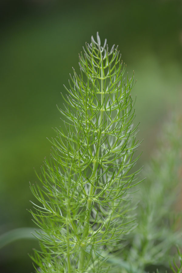 How to Grow Common or Sweet Fennel - Harvest to Table