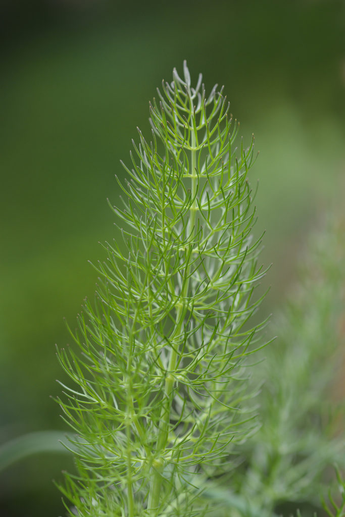 Common fennel leaves - Latin name - Foeniculum vulgare