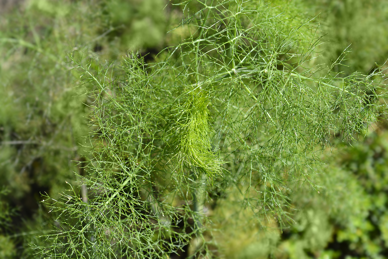 How to Grow Common or Sweet Fennel Harvest to Table
