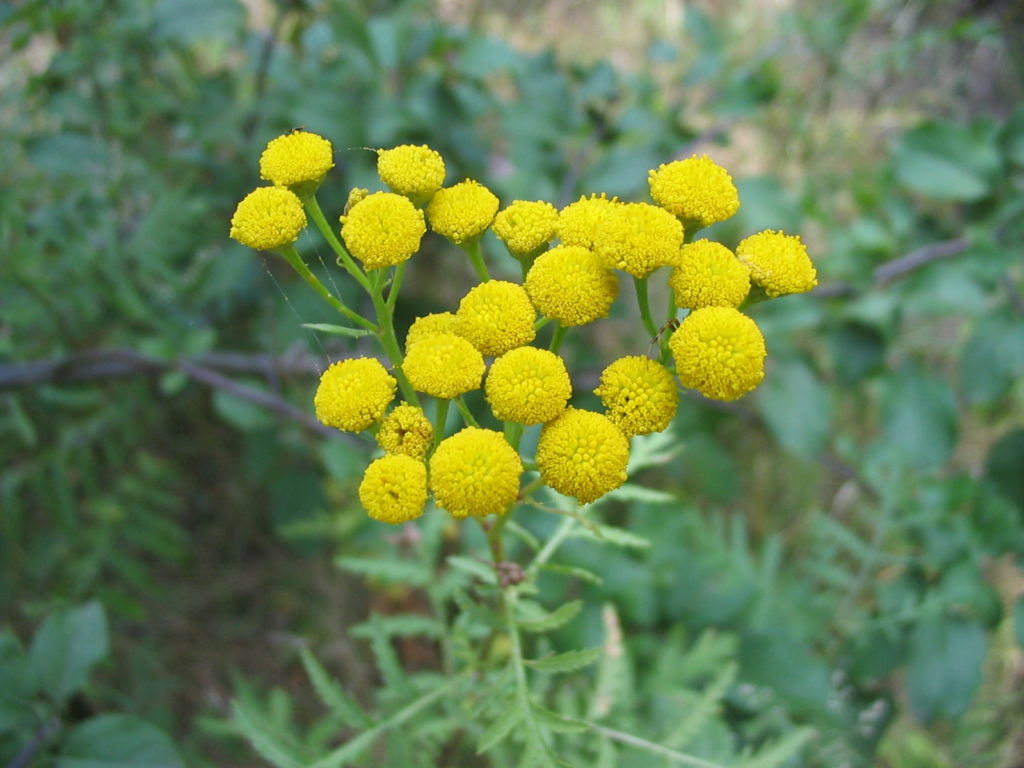 Costmary flowers