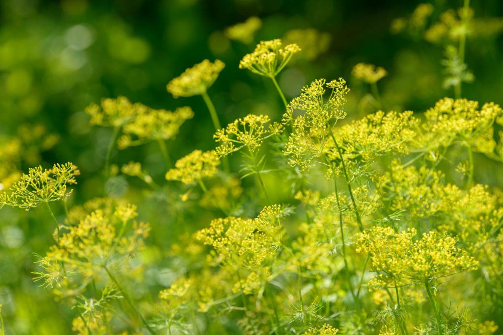 Dill flowers