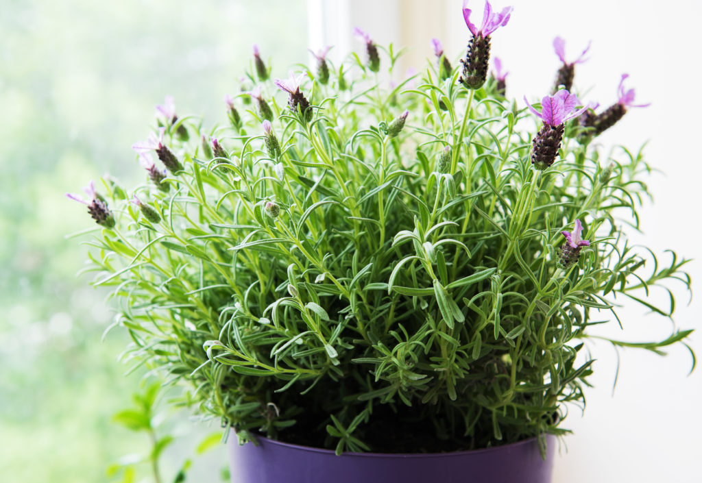 Spanish lavender