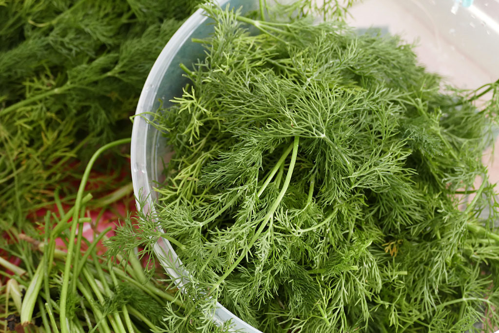 Fresh dill in the kitchen