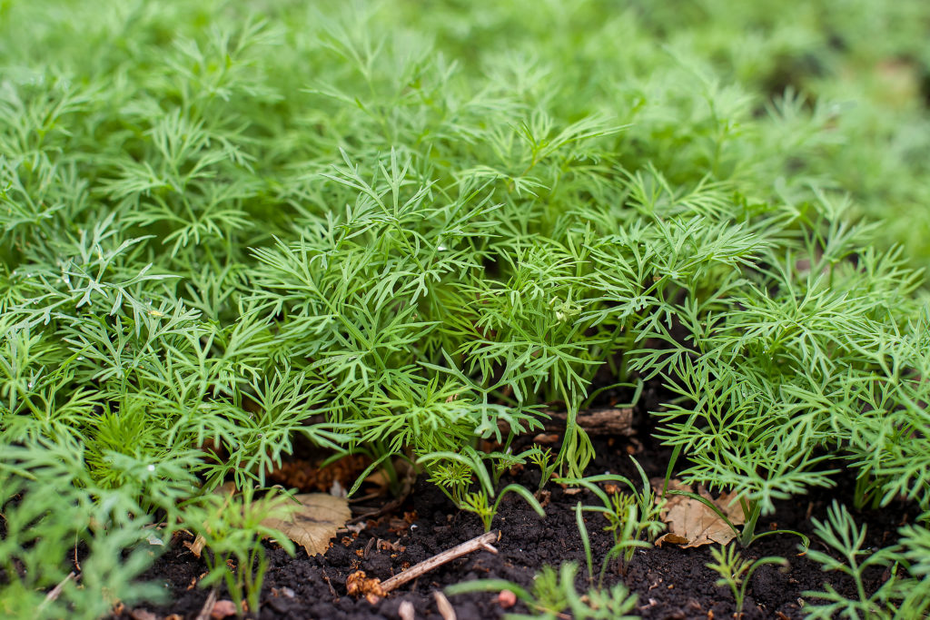 Dill seedlings (Anethum graveolens)