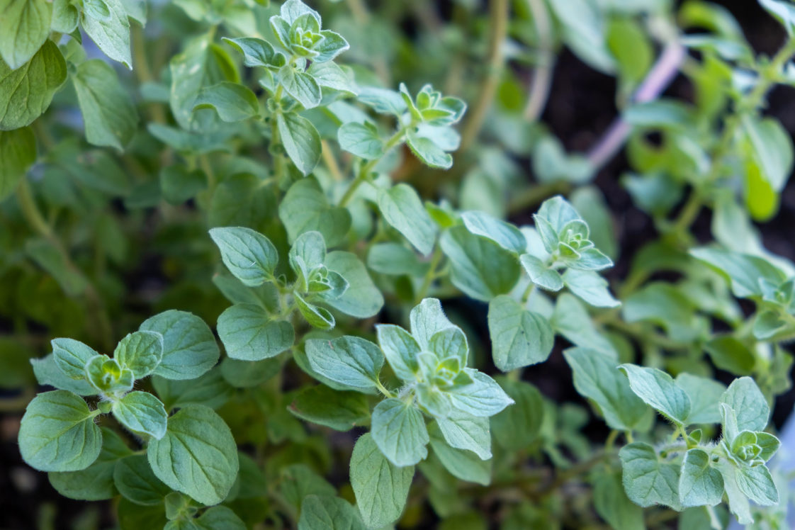 How to Plant, Grow, and Harvest Marjoram Harvest to Table