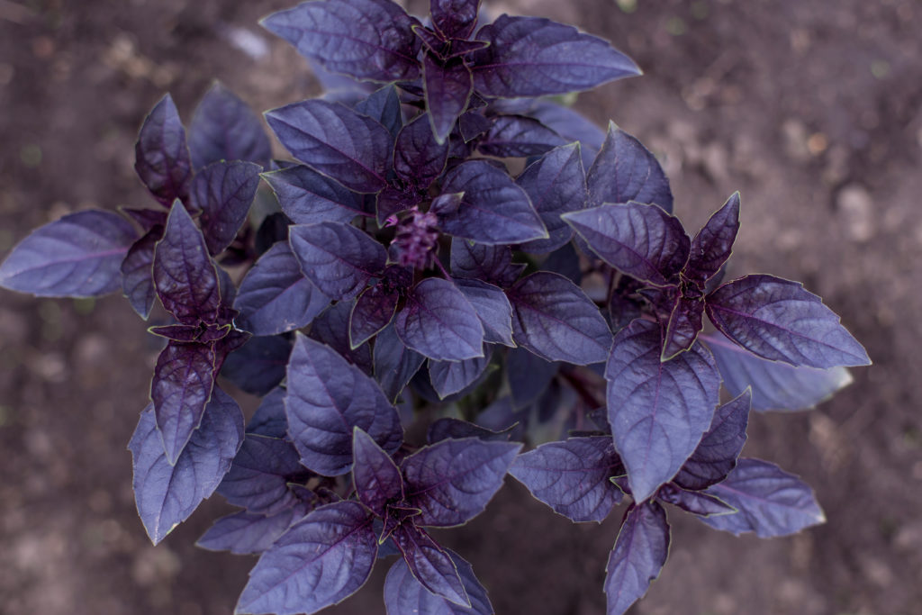 Purple basil plant 'Dark Opal'