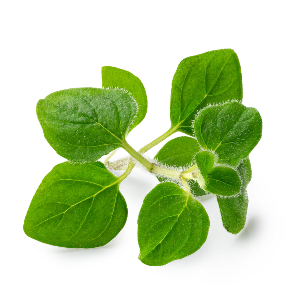 Freshly picked oregano leaves 