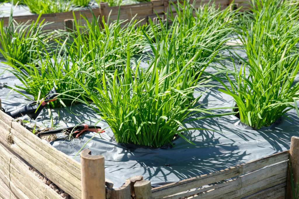 Garlic chives growing in a raised bed