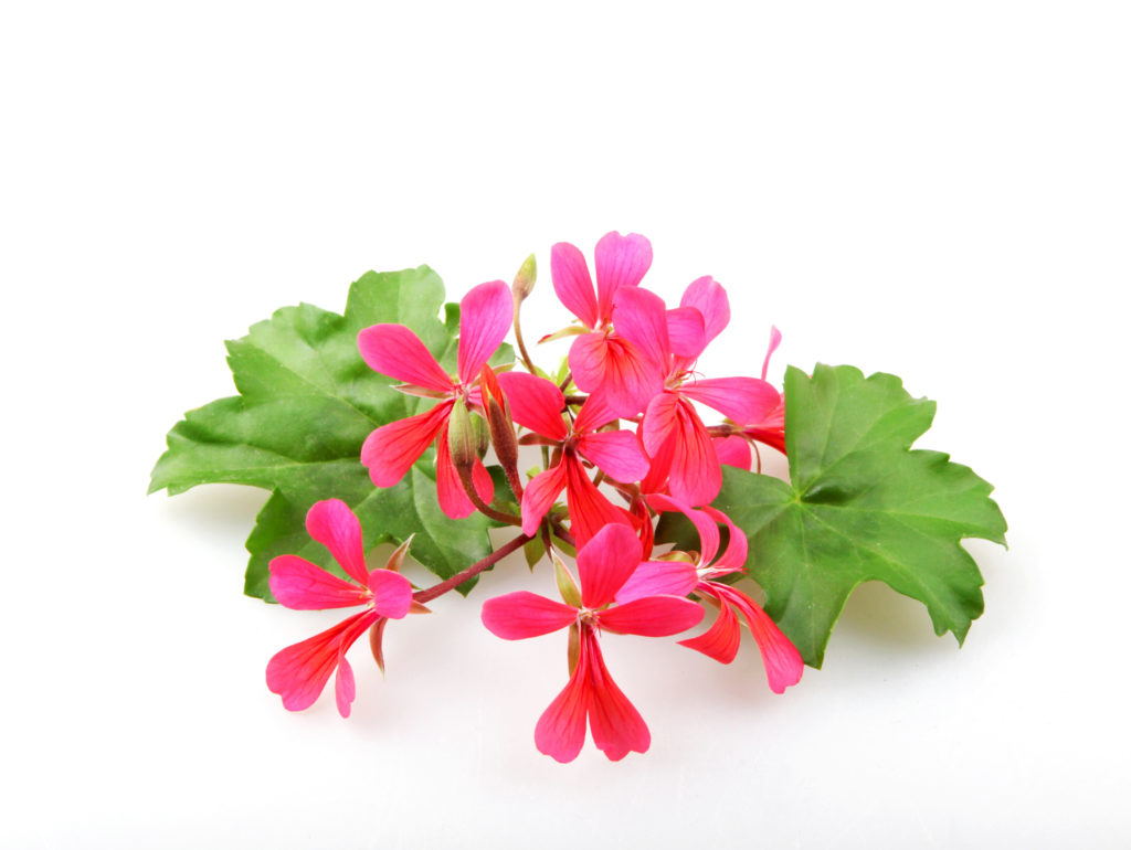 Sweet-scented geranium (Pelargonium) flowers 