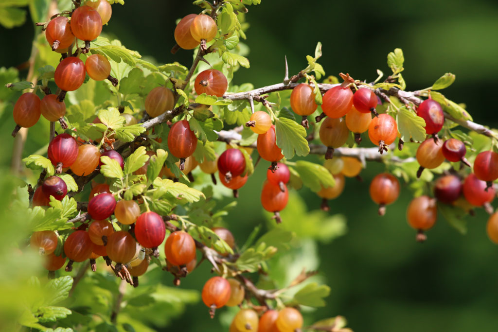 Gooseberries ripening plant grow