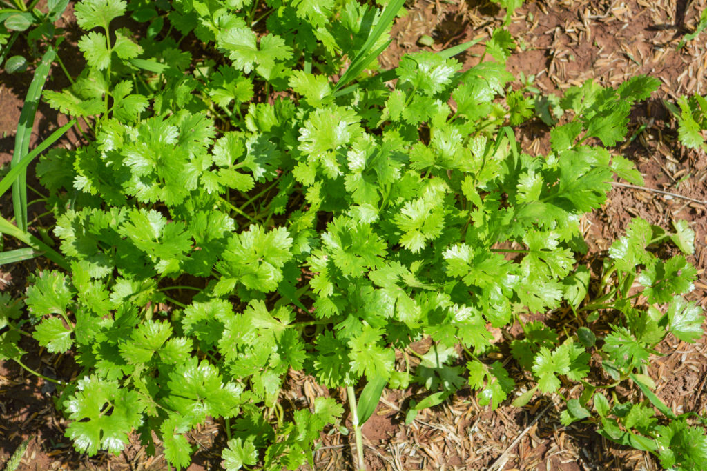 Cilantro plant growing in the garden