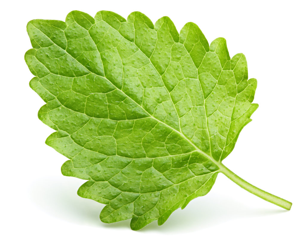 Lemon balm leaf (Melissa officinalis)