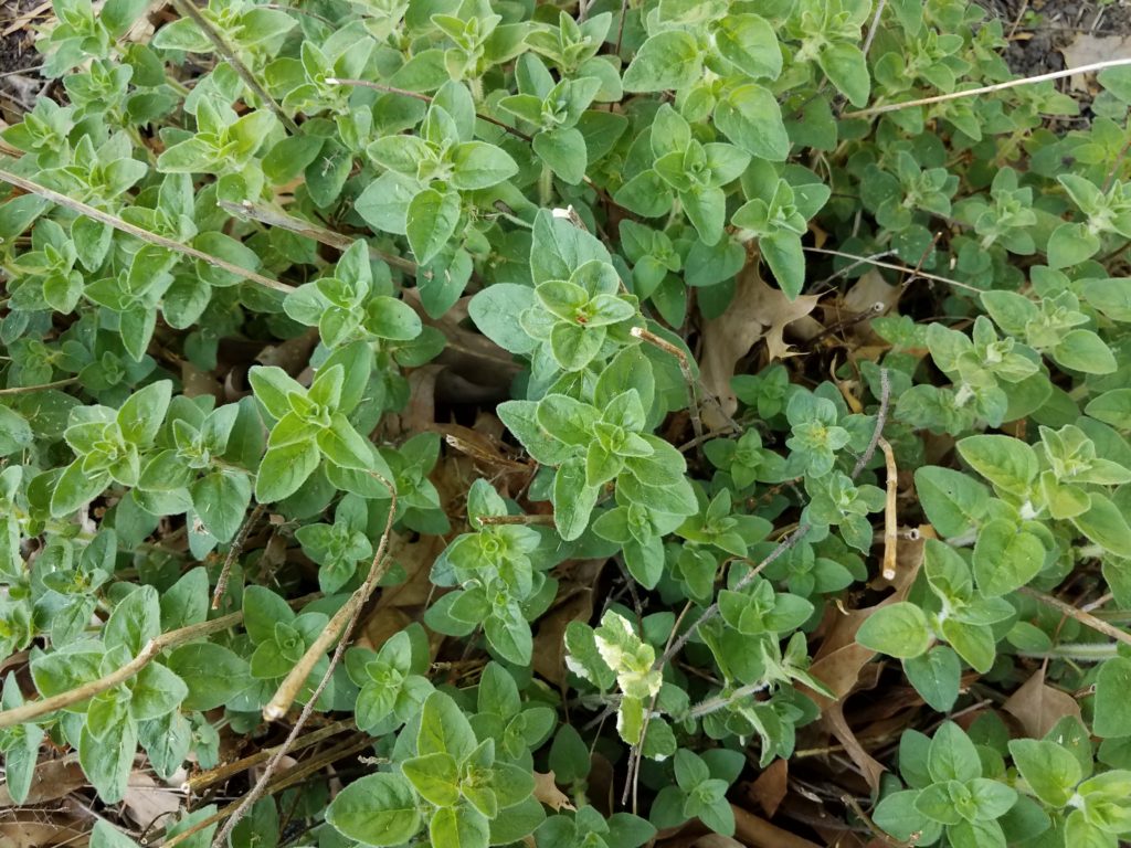 Oregano growing in the garden