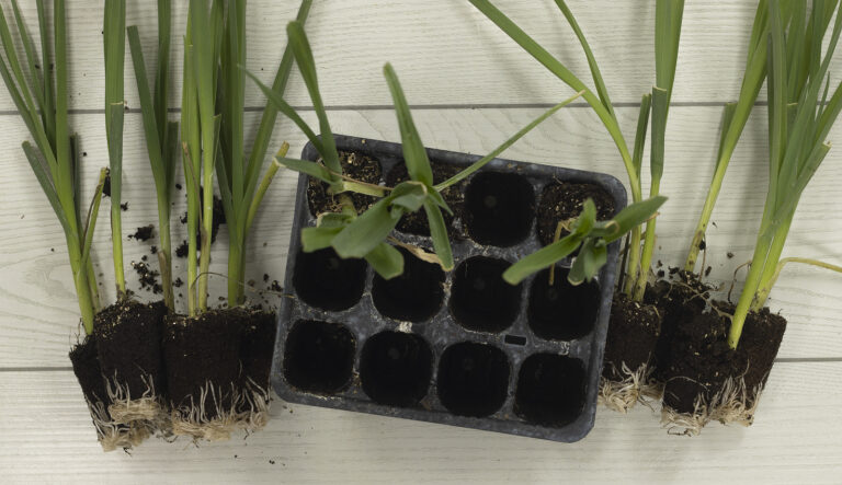 leeks seedlings