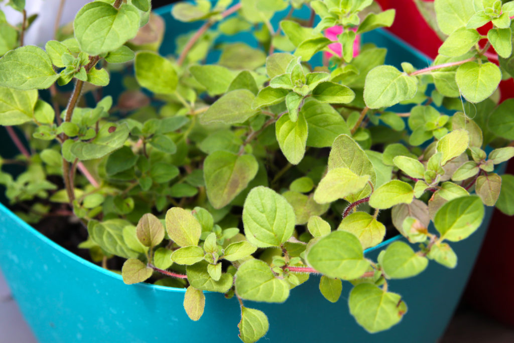 Oregano in pot on a balcony