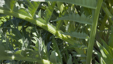 Cardoon leaf stalks