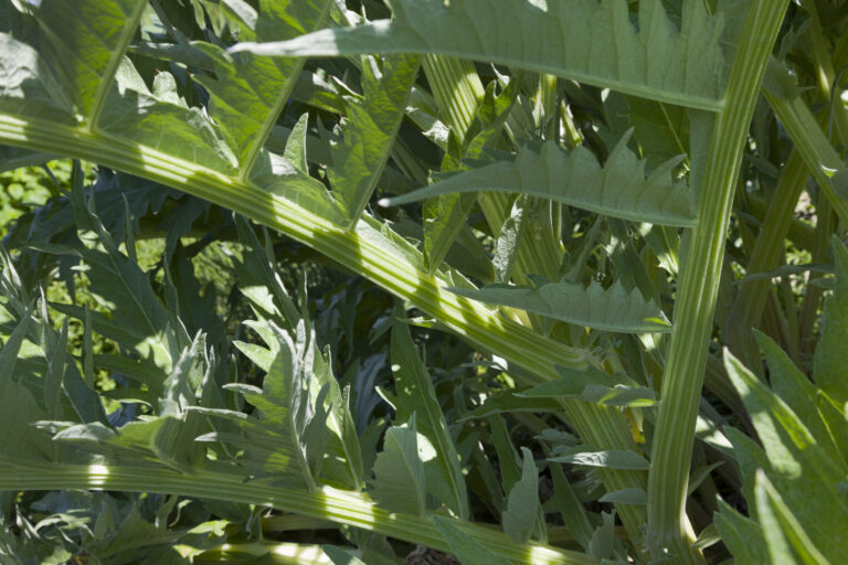 Cardoon leaf stalks