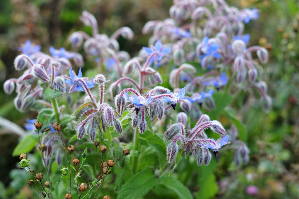 Borage plant with blue star-shaped flowers