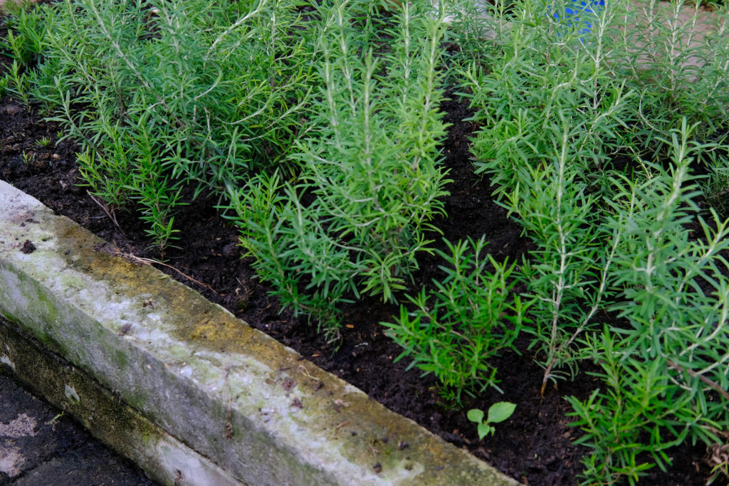 How to Plant, Grow, and Harvest Rosemary - Harvest to Table