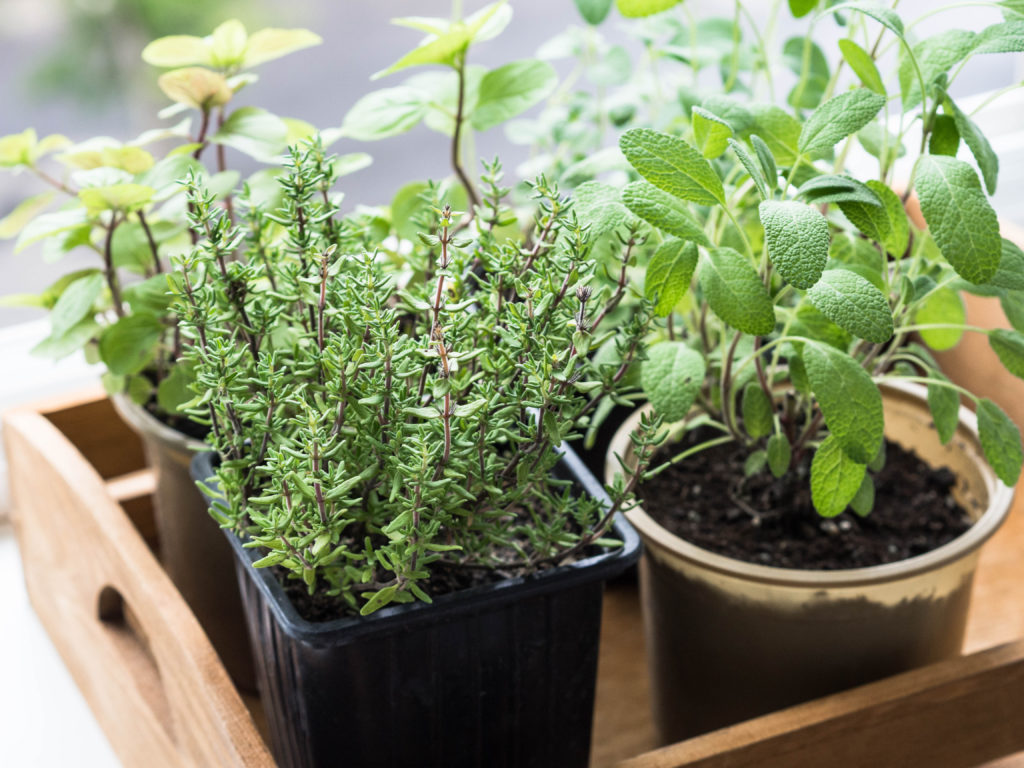 Thyme growing with mint, sage, and oregano in a kitchen window