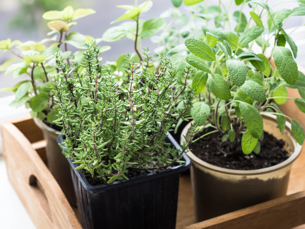 Information On Thyme Growing Indoors