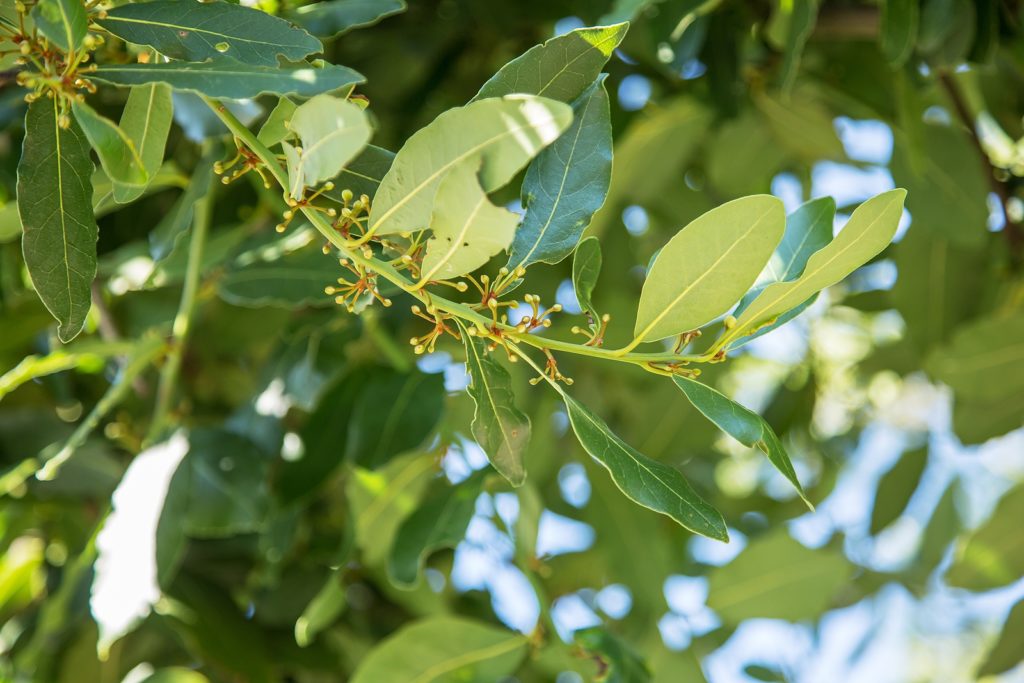 Laurel shrub or bay tree