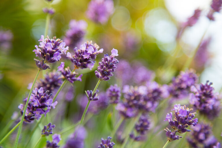 Lavender flowers, Lavandula officinalis